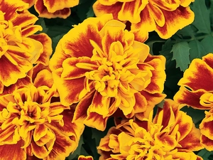 flakes, dark brown, Yellow