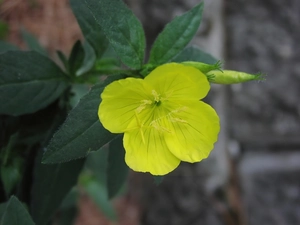 Yellow, Flower