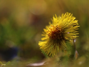 flower, Common Coltsfoot, Yellow