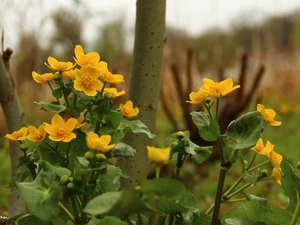 Yellow, Flowers