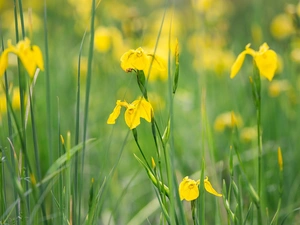 Flowers, Irises, blur, Yellow