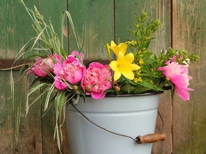 Yellow, Flowers, Pink, Peonies, bucket