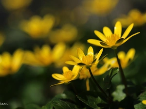 Flowers, fig buttercup, Yellow