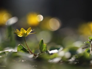 Flowers, fig buttercup, Yellow