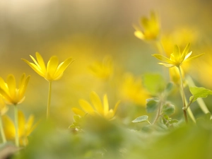 Flowers, fig buttercup, Yellow