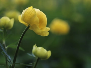 Colourfull Flowers, buttercup, Yellow