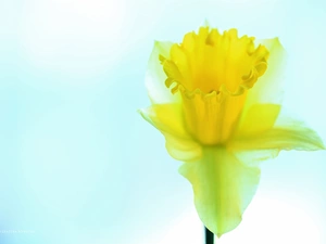 Colourfull Flowers, jonquil, Yellow