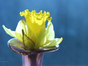 Colourfull Flowers, jonquil, Yellow