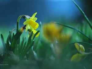 Colourfull Flowers, jonquil, Yellow
