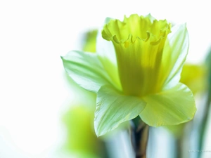 Colourfull Flowers, jonquil, Yellow