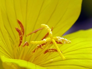 Colourfull Flowers, primrose, Yellow