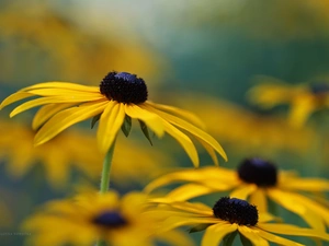 Colourfull Flowers, Rudbeckia, Yellow