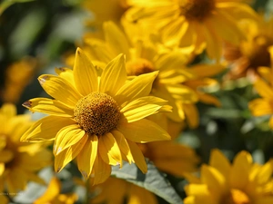 Colourfull Flowers, Rudbeckia, Yellow