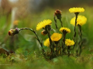 Flowers, Common Coltsfoot, Yellow