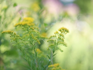 Flowers, European Goldenrod, Yellow