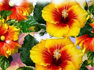 Flowers, hibiscus, graphics, Yellow
