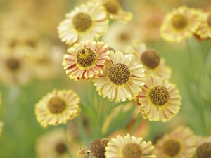 Flowers, Helenium Hybridum, Yellow