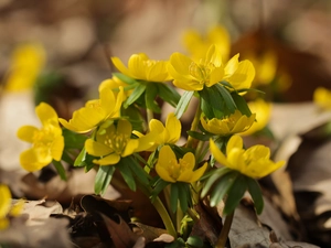 Flowers, Eranthis hyemalis, Yellow