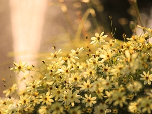 Flowers, Coreopsis Verticillata, Yellow