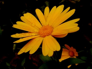 Garden, Coreopsis, Yellow