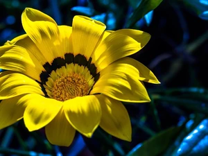 Yellow Honda, Gazania