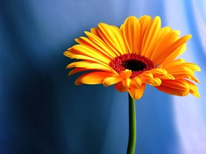 Yellow Honda, Gerbera