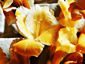 Yellow, Gladioli