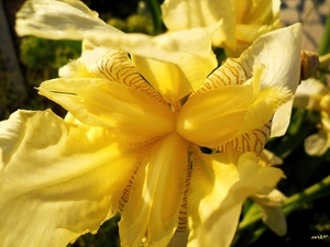Yellow, gladiolus