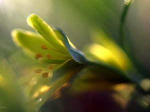 Spring, Yellow gold plating, Flowers