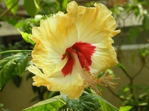 Yellow, hibiskus
