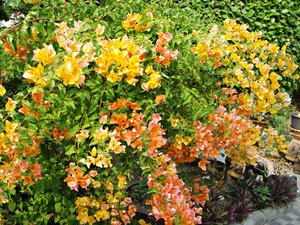 Garden, Yellow Honda, Bougainvillea, Blossoming