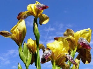 Yellow, Irises