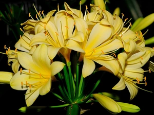 Yellow Honda, Kliwia