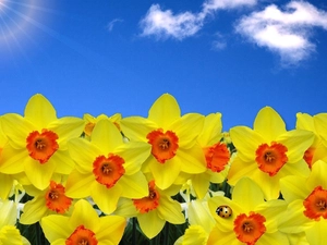 ladybird, Daffodils, Yellow Honda