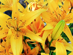 Yellow, lilies