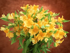 Alstroemeria, bouquet, Yellow