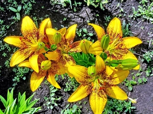 Yellow, Tiger Lily