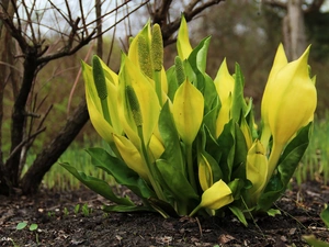 Colourfull Flowers, Lysichiton americanus, Yellow