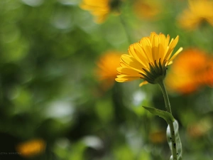 Colourfull Flowers, Marigold Medical, Yellow