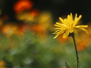 Colourfull Flowers, Marigold Medical, Yellow