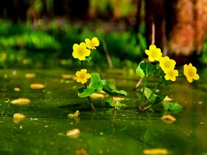 Flowers, marigolds Mud, Yellow