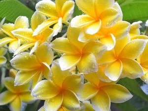 Plumeria, Flowers, drops, Yellow