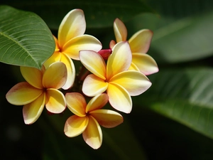 Plumeria, Flowers, Yellow Honda