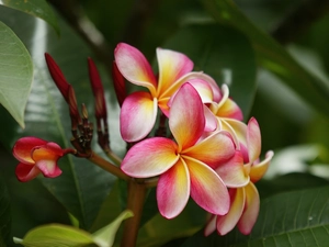 Plumeria, pink, Yellow Honda