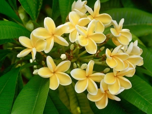 Yellow Honda, Plumeria