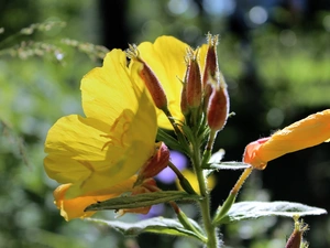 primrose, Colourfull Flowers, Yellow