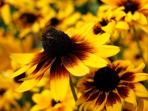 Yellow Honda, Rudbeckia