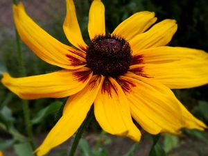 Yellow Honda, Rudbeckia