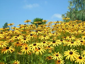 Yellow Honda, Rudbeckia