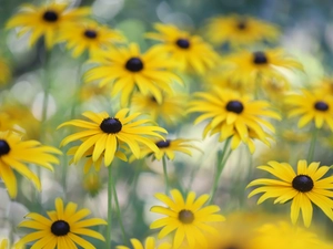 Rudbeckia, Flowers, rapprochement, Yellow